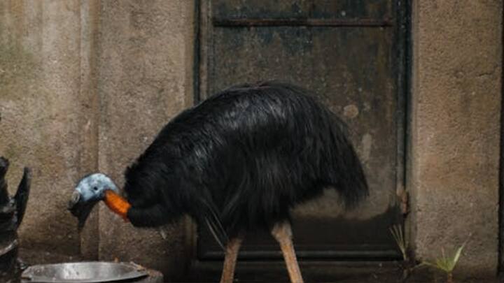 दक्षिणी कैसोवरी की चोंच ज्यादा खतरनाक होती है. लेकिन असल में इसके पंजे ज्यादा खतरनाक होते हैं, जिनसे ये हमला करता है.