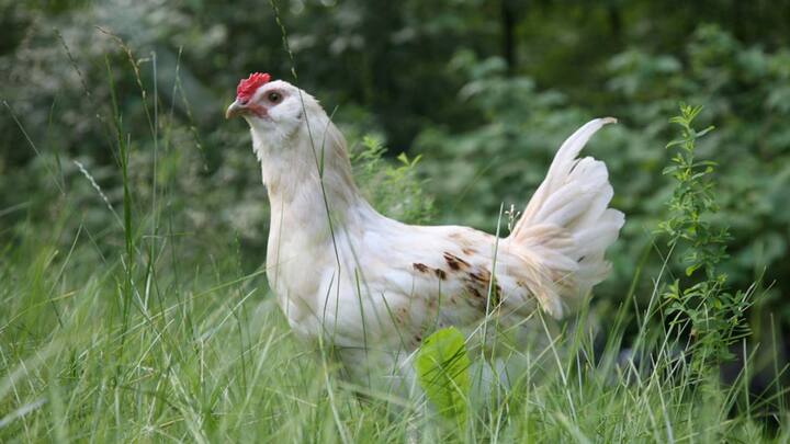 दुनिया के सभी देश एक विशेष राष्ट्रीय पशु या राष्ट्रीय पक्षी का चयन करता है. हमारे देश का राष्ट्रीय पक्षी मोर है. इसी तरह 'मुर्गा' भी किसी देश का राष्ट्रीय पक्षी है. क्या आप उस देश का नाम जानते हैं?