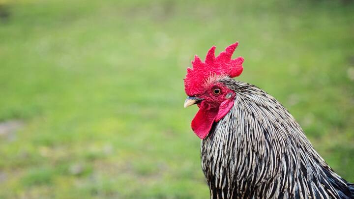 श्रीलंका के अलावा भी एक देश में मुर्गी को राष्ट्रीय पक्षी कहा जाता है. जी हां, श्रीलंका के अलावा यूरोपीय देश फ्रांस का राष्ट्रीय पक्षी मुर्गा ही है. यहां गैलिक रूस्टर यानि एक किस्म के जंगली मुर्गे को राष्ट्रीय पक्षी घोषित किया गया है.