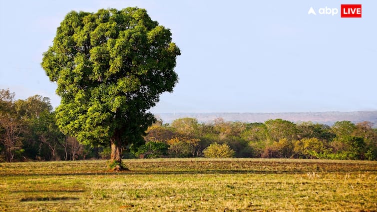 Mango tree has the longest lifespan and is most useful in every respect फल देने वाले किस पेड़ की उम्र होती है सबसे ज्यादा, आंकड़ा सुनकर उंगलियों पर गिनने लगेंगे पीढ़ी