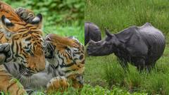 दिल्ली चिड़ियाघर का बढ़ा कुनबा, नए गैंडा, बाघ और हॉर्निबल की एंट्री, 21 दिन बाद इन्हें देख सकेंगे लोग 