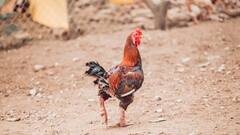 किस देश का राष्ट्रीय पक्षी है मुर्गा? क्या आप जानते हैं इसका सही जवाब