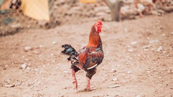 क्या आप जानते हैं कि मुर्गा किस देश का राष्ट्रीय पक्षी है. जी हां, आज हम आपको बताएंगे कि मुर्गा को किस देश में राष्ट्रीय पक्षी घोषित किया गया है.