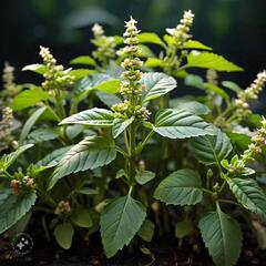 Tulsi Plants: ਤੁਲਸੀ ਦੀਆਂ ਇੱਕ ਨਹੀਂ ਬਲਕਿ 5 ਕਿਸਮਾਂ ਹਨ, ਜਾਣੋ ਇਨ੍ਹਾਂ ਦੀ ਖਾਸੀਅਤ