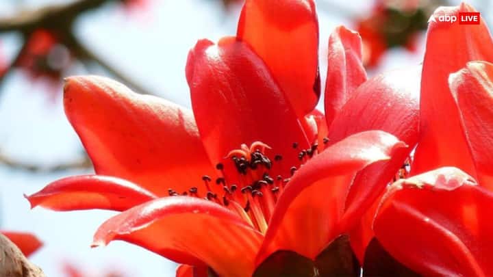 मान्यता है कि भादों की पूर्णिमा पर पलाश के एक फूल और एकाक्षी नारियल सफेद कपड़े में बाधकर घर में धन के स्थान पर रखने से मां लक्ष्मी की कृपा बरसती है और कभी पैसों के लिए मोहताज नहीं होना पड़ता.