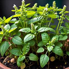 Tulsi Plants: ਤੁਲਸੀ ਦੀਆਂ ਇੱਕ ਨਹੀਂ ਬਲਕਿ 5 ਕਿਸਮਾਂ ਹਨ, ਜਾਣੋ ਇਨ੍ਹਾਂ ਦੀ ਖਾਸੀਅਤ