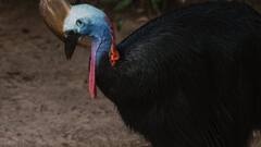 ये है दुनिया की सबसे खतरनाक पक्षी, इसके खंजर पंजे से शिकार का बचना मुश्किल