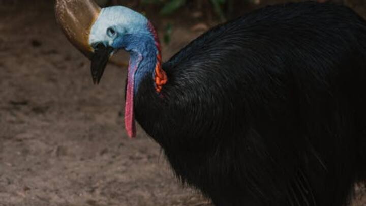 आज हम आपको दुनिया की सबसे खतरनाक चिड़िया के बार में बताएंगे. इस पक्षी के पंजे इतने मजबूत होते हैं कि अगर इसमें कोई शिकार फंसता है, तो उसका बचना मुश्किल है.