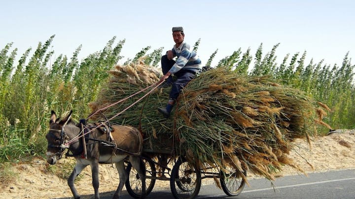 According to Pakistani media, the price of a donkey has reached 3 lakh Pakistani rupees. Rs 300,000 is a huge amount for these animals that carry goods, but this price is a problem for those who make a living by driving donkey carts.