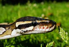 ਗੁੱਸੇ ‘ਚ ਆਪਣੇ ਆਪ ਨੂੰ ਡੰਗ ਮਾਰਦੇ ਨੇ ਸੱਪ ਪਰ ਕੀ ਇਸ ਨਾਲ ਹੋ ਜਾਂਦੀ ਹੈ ਮੌਤ ?