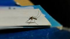 Mosquito Bite: या रक्तगटाच्या लोकांना डास जास्त चावतात, जाणून घ्या यामागील कारण!