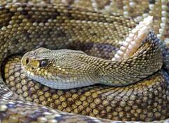 ਗੁੱਸੇ ‘ਚ ਆਪਣੇ ਆਪ ਨੂੰ ਡੰਗ ਮਾਰਦੇ ਨੇ ਸੱਪ ਪਰ ਕੀ ਇਸ ਨਾਲ ਹੋ ਜਾਂਦੀ ਹੈ ਮੌਤ ?