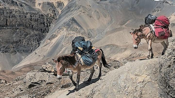 According to media reports, most of the local buyers did not come to the weekly donkey market held in Karachi's Lyari due to the rising prices of donkeys. At the same time, people say that China is the reason behind the rising prices.