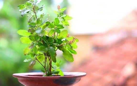 Is it auspicious or inauspicious to plant Tulsi plant at home | Vastu Tips  For Home: ઘરમાં તુલસીનો છોડ લગાવવો શુભ છે કે અશુભ?