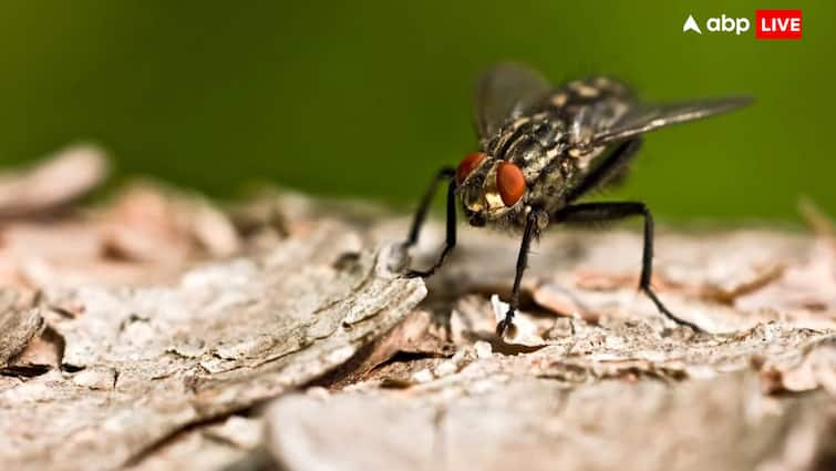 Do you know how flies contaminate food uses this organ क्या आप जानते हैं मक्खी खाने को कैसे करती है दूषित? इस अंग का करती है इस्तेमाल