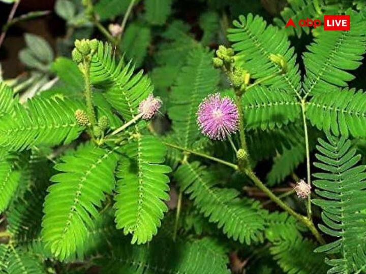 शमी का पौधा: घर पर शमी का पौधा लगाने से शनि देव खूब प्रसन्न होते हैं, क्योंकि शनि महाराज को शमी बहुत प्रिय है. इसलिए घर पर शमी का पौधा जरूर लगाएं और शनिवार के दिन इसकी पूजा करें.