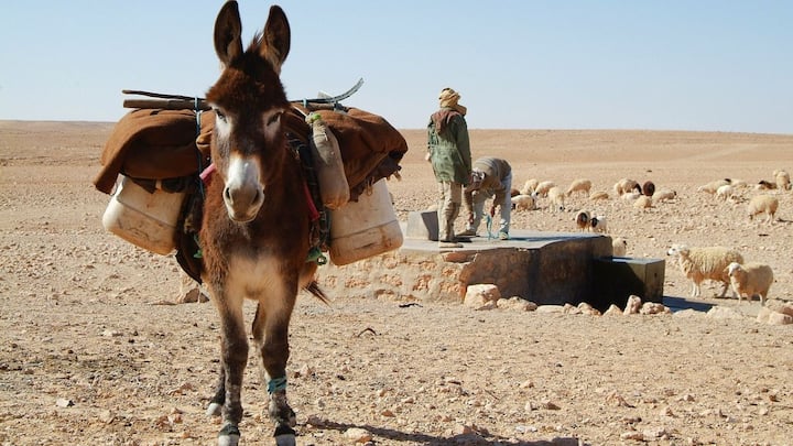 Actually, in China, donkey skin is used to make beauty products. Along with this, donkey skin is also used in the production of a traditional Chinese medicine called Ejiao. This is the reason why millions of donkeys are killed in China every year.