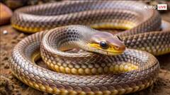 ਗੁੱਸੇ ‘ਚ ਆਪਣੇ ਆਪ ਨੂੰ ਡੰਗ ਮਾਰਦੇ ਨੇ ਸੱਪ ਪਰ ਕੀ ਇਸ ਨਾਲ ਹੋ ਜਾਂਦੀ ਹੈ ਮੌਤ ?