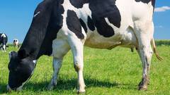 Beef Cooking Scandal: हॉस्टल में पकाकर खाया गोमांस, कॉलेज ने सात स्टूडेंट्स को छात्रावास से निकाला; कैंपस में फोर्स तैनात