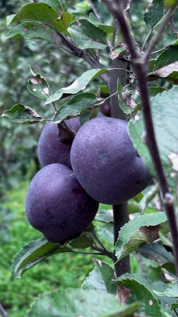 कहां की जाती है काले सेब की खेती?