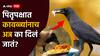 Pitru Paksha 2024: पितृदोषापासून मुक्ती मिळवण्यासाठी कावळ्यांनाच अन्न का दिलं जातं?
