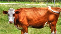 Beef Cooking Scandal: हॉस्टल में पकाकर खाया गोमांस, कॉलेज ने सात स्टूडेंट्स को छात्रावास से निकाला; कैंपस में फोर्स तैनात