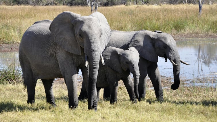 Zimbabwe to eliminate nearly 200 elephants to feed people who are suffering with extreme hunger by drought Zimbabwe Elephants: ప్రజలకు ఏనుగు మాంసం పంపిణీ - ఏకంగా 200 ఏనుగుల్ని చంపేస్తున్న ప్రభుత్వం!