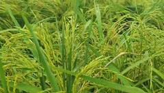 Delhi Rains: दिल्ली में बारिश के साथ हवाओं ने किसानों को किया बेहाल, फसलें हुई बर्बाद