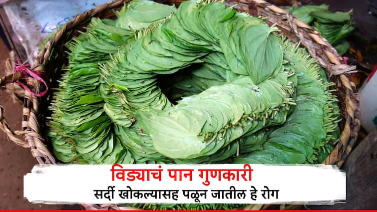 Health Nagveli leaves for cold cough benefits of nagveli leaves Vida paan benefits सर्दी खोकल्यासह हे आजार पळतात विड्याच्या पानाने, नागवेलीच्या पानांचे अनेक गुणकारी फायदे