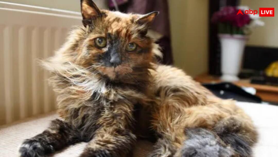 Rosie the world oldest cat dies at the age of 33 Photos goes viral दुनिया की सबसे ज्यादा उम्र वाली बिल्ली की हुई मौत, मालिक ने बताया किस वजह से थी खास