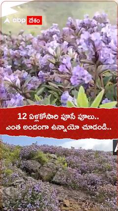 12ఏళ్లకు ఓసారి పూసే నీలకురింజి పూలు.!