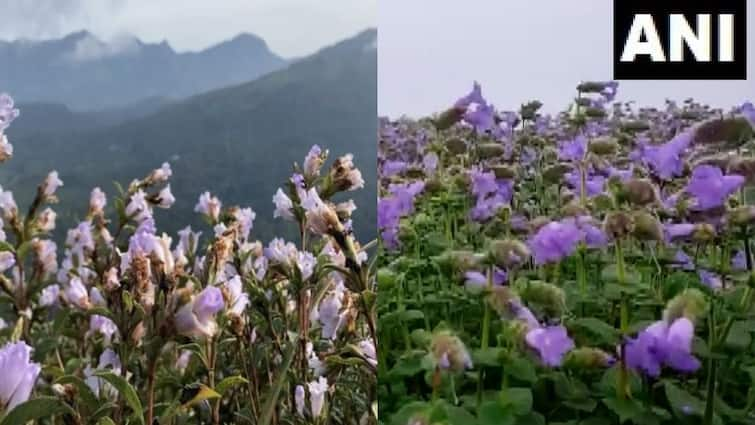 Neelakurinji flowers are blooming near Utagai, the hills adjacent to the Toda tribal village Check in Video Neelakurinji: 12 ஆண்டுகளுக்கு ஒருமுறை மலரும் நீலக்குறிஞ்சி : நீலகிரியில் பூத்துக்குலுங்கும் மலர்கள்..