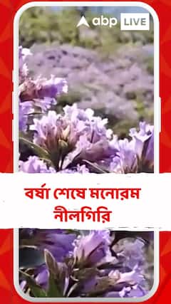 বর্ষা শেষে মনোরম নীলগির। তামিলনাড়ুর পাহাড়ে ফুলের বাহার