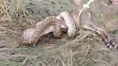 नोएडा: दिखा अजगर का आतंक, नीलगाय के बच्चे को जकड़ कर मारा, ग्रामीणों ने किया रेस्क्यू