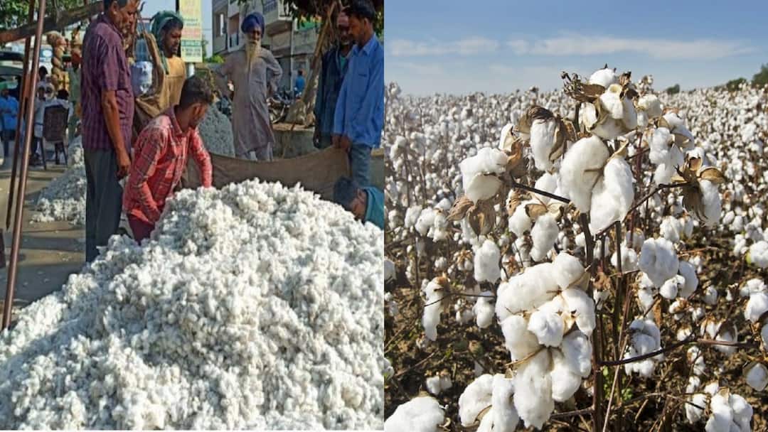 India to overtake China to become Cotton King by 2034 Cotton Production: ਚੀਨ ਨੂੰ ਪਛਾੜ ਕੇ 2034 ਤੱਕ 'ਕਪਾਹ ਦਾ ਰਾਜਾ' ਬਣ ਜਾਵੇਗਾ ਭਾਰਤ, ਰਿਪੋਰਟ 'ਚ ਹੋਇਆ ਖੁਲਾਸਾ