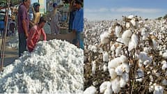 Cotton Production: ਚੀਨ ਨੂੰ ਪਛਾੜ ਕੇ 2034 ਤੱਕ  'ਕਪਾਹ ਦਾ ਰਾਜਾ' ਬਣ ਜਾਵੇਗਾ ਭਾਰਤ, ਰਿਪੋਰਟ 'ਚ ਹੋਇਆ ਖੁਲਾਸਾ