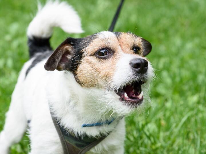 ऋग्वेद के अनुसार पितरों के देवता अर्यमा माने गए हैं. पितृ पक्ष में अर्यमा देव को काले तिल से बने लड्‌डू का भोग लगा सकते हैं. इस भोग को कुत्ते को खिला सकते हैं. इससे पितरों की आत्मा प्रसन्न होती है.