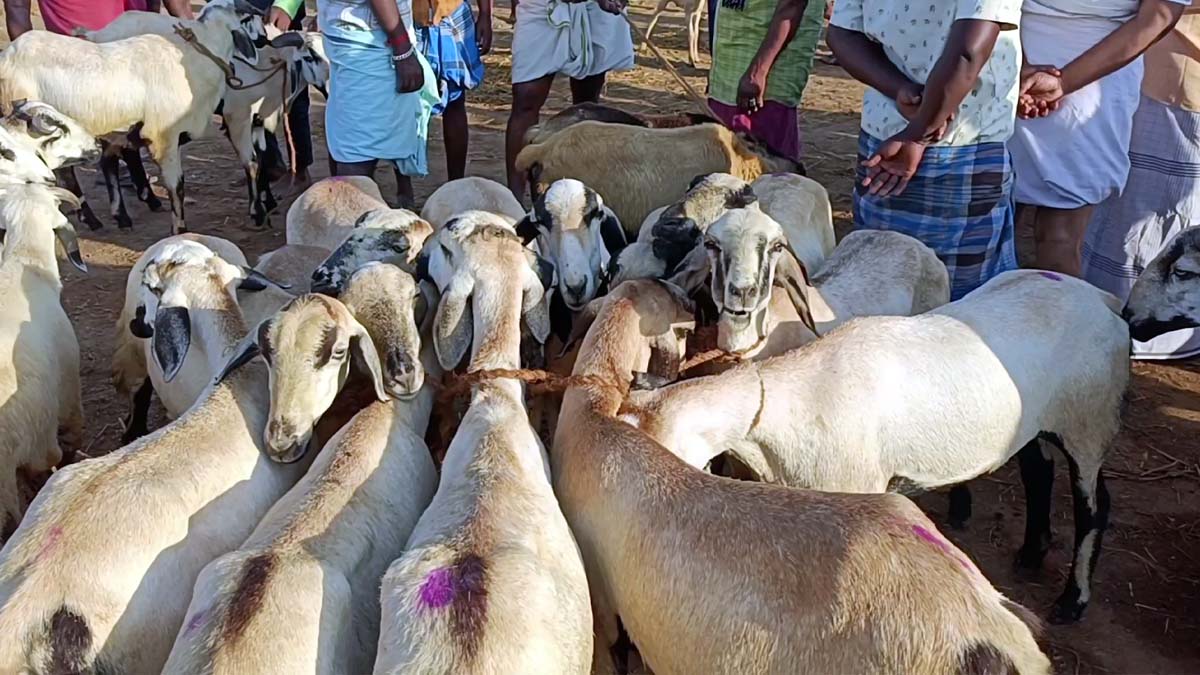 புரட்டாசி எதிரொலி; வெறிச்சோடிய அய்யலூர் ஆட்டுச்சந்தை...  பாதித்த வர்த்தகம்