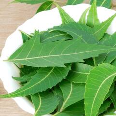 ਕਬਜ਼ ਦੂਰ ਕਰਨ ਲਈ ਇਸ ਰੁੱਖ ਦੇ ਪੱਤੇ ਨੇ ਰਾਮਬਾਣ ਇਲਾਜ