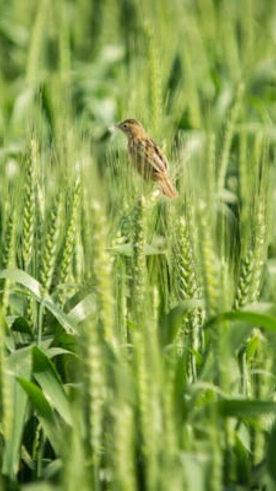 ਘੱਟ ਪਾਣੀ ਨਾਲ ਵੀ ਵੱਧ ਝਾੜ ਦੇਣਗੀਆਂ ਕਣਕ ਦੀਆਂ ਇਹ ਕਿਸਮਾਂ