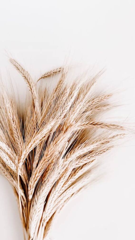 गेहूं सबसे पहले कहां उगाया गया था?