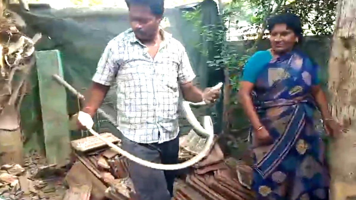 ஒரே வீட்டில் இருந்த 4 பாம்புகள்; ஒருவேளை குடும்பமாக குடியிருந்திருக்குமோ....?