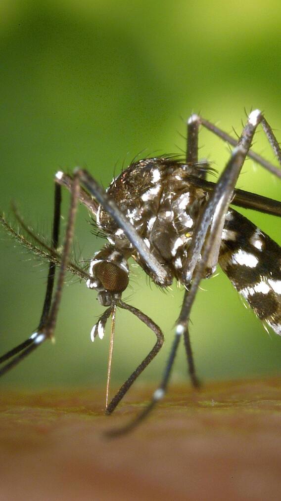 डेंगू के बाद कितने दिन में बढ़ जाती हैं प्लेटलेट्स