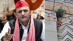 ताजमहल के गुंबद में उगा पौधा तो भड़क उठे अखिलेश यादव, BJP सरकार पर उठाए कई सवाल