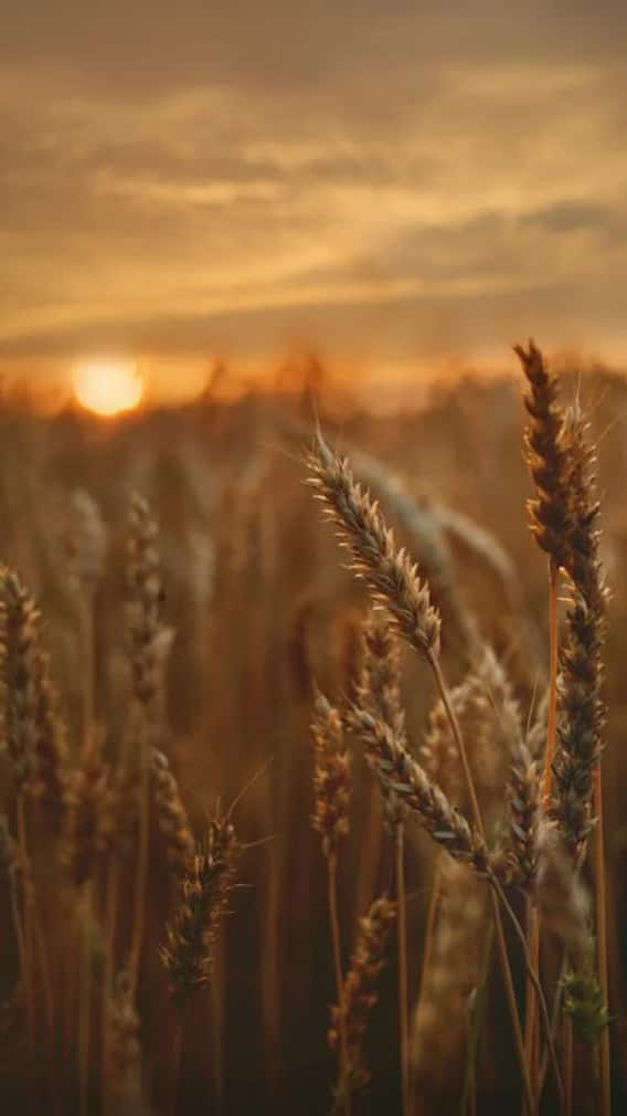 ਵਾਢੀ ਦੌਰਾਨ ਬਿਜਲੀ ਦੀਆਂ ਢਿੱਲੀਆਂ ਤਾਰਾਂ ਜਾਂ ਸਪਾਰਕਿੰਗ ਦੀ ਇਨ੍ਹਾਂ ਨੰਬਰਾਂ 'ਤੇ ਕਰੋ ਸ਼ਿਕਾਇਤ