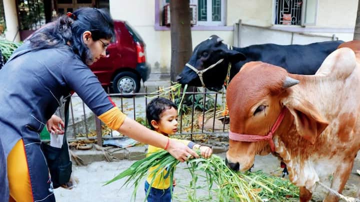 पूर्वजांना खुश करण्यासाठी तुम्ही कावळा, गाय आणि कुत्र्याला अन्न खायला घालावे.