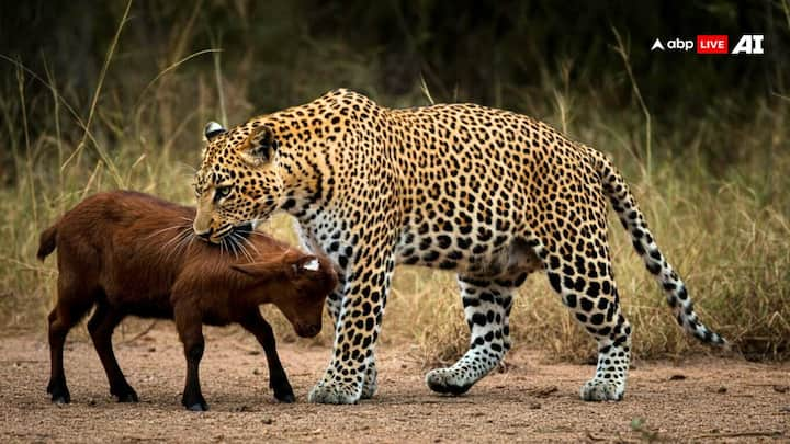 Compensation On Cow or Goat Killed By Leopard: अगर तेंदुआ किसी इंसान को मारता है. तो सरकार मुआवजा देती है. लेकिन क्या तेंदुआ पालतू जानवर जैसे गाय और बकरी को मारता है तब भी  मुआवजा मिलेगा?