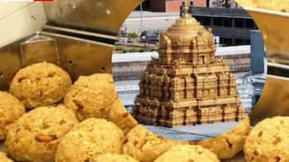 Tirupati Laddu: திருப்பதி லட்டில் மாட்டுக் கொழுப்பு  - ஆய்வில் உறுதி..! பக்தர்கள் அதிர்ச்சி.!