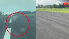 रनवे पर प्लेन के ठीक सामने आ गया तेंदुए का पूरा परिवार, पायलट का बनाया वीडियो हो रहा वायरल