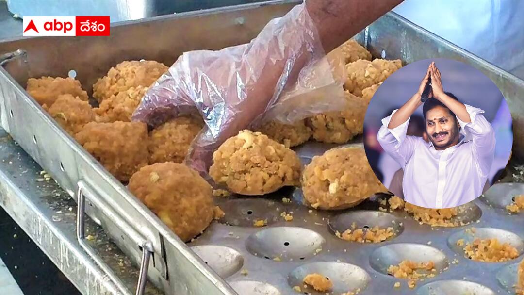 Ghee used for making Srivari Laddu is becoming a major issue for YSRCP Tirupati Laddu Issue : వైఎస్ఆర్‌సీపీపై మరో పిడుగు శ్రీవారి లడ్డూ ఇష్యూ - హిందూవాదుల ఆగ్రహాన్ని జగన్ ఎలా ఎదుర్కొంటారు ?